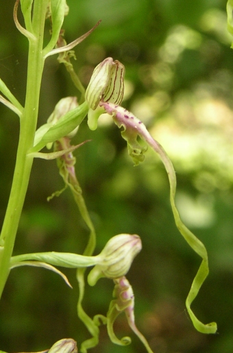 Himantoglossum adriaticum