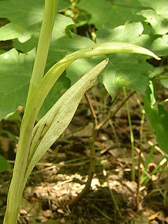 Himantoglossum adriaticum