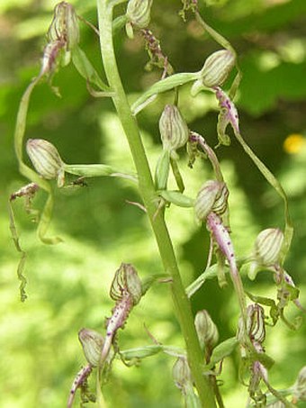 Himantoglossum adriaticum