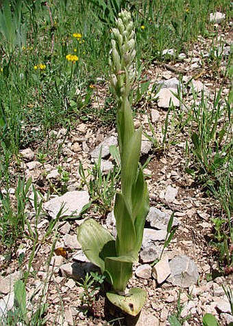 Himantoglossum hircinum