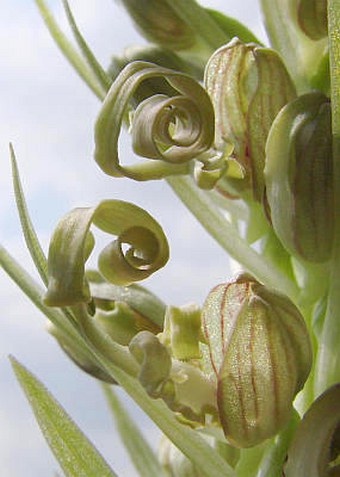 Himantoglossum hircinum