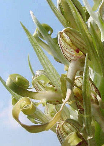 Himantoglossum hircinum