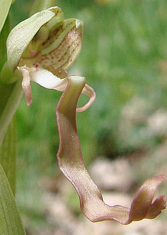 Himantoglossum hircinum