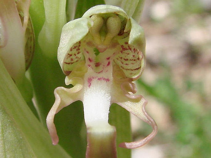 Himantoglossum hircinum