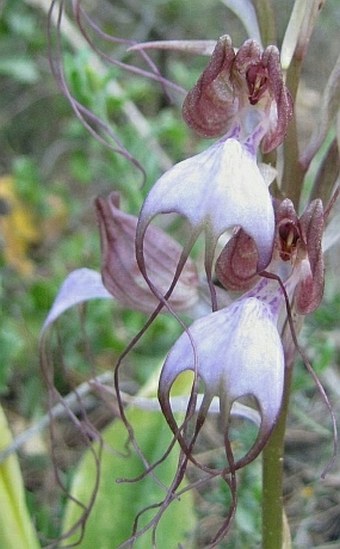 Himantoglossum comperianum