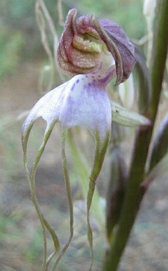 Himantoglossum comperianum