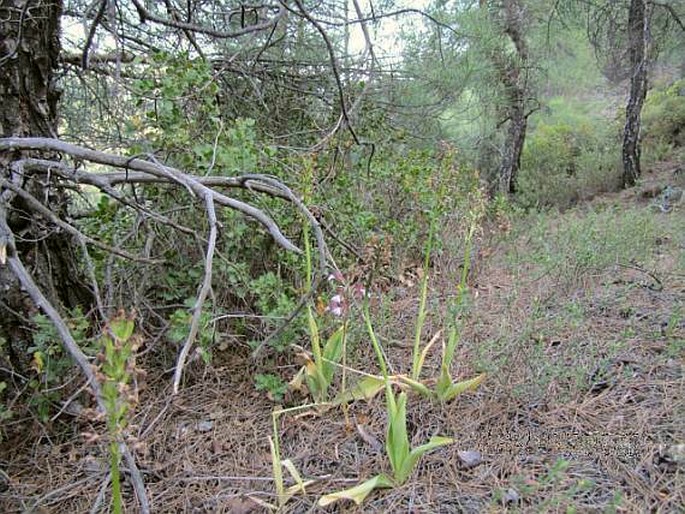 Himantoglossum comperianum