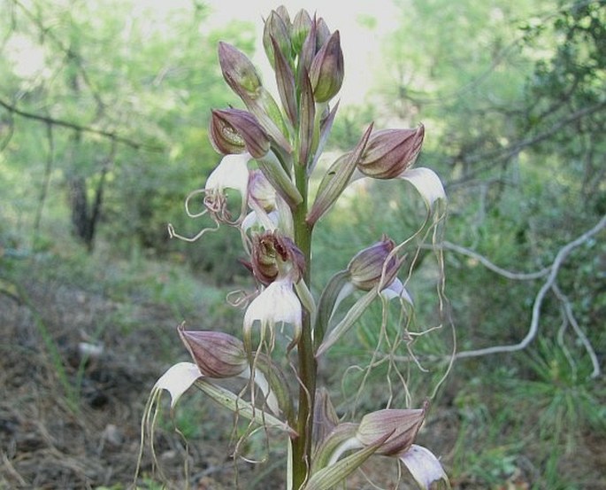 Himantoglossum comperianum