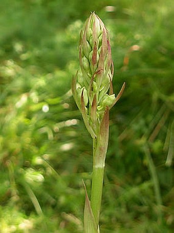 Himantoglossum caprinum