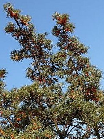 Hippophae rhamnoides