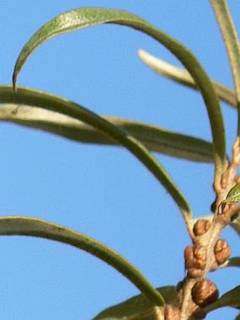 Hippophae rhamnoides