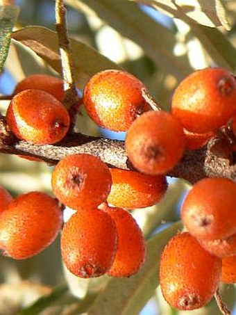 Hippophae rhamnoides