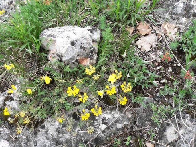 Hippocrepis comosa