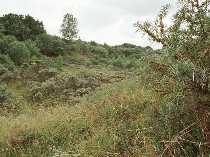 Hippophae rhamnoides