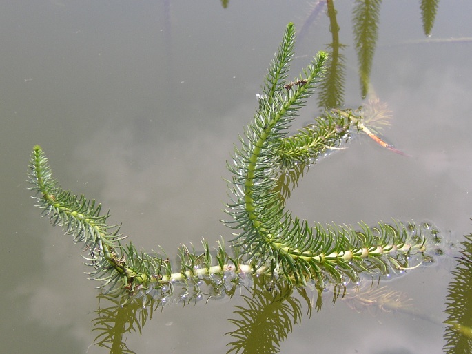 HIPPURIS VULGARIS L. – prustka obecná / truskavec obyčajný