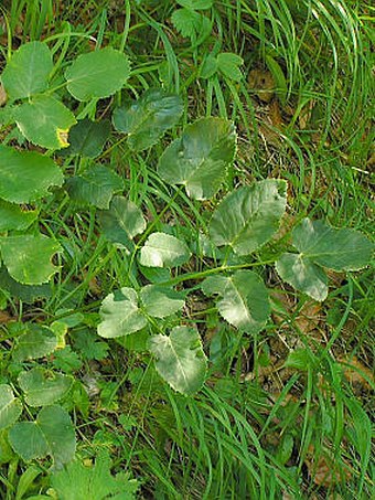 Laserpitium latifolium