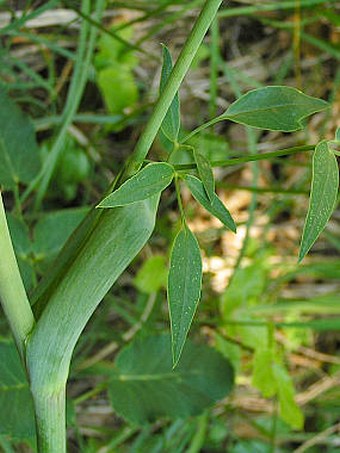 Laserpitium latifolium