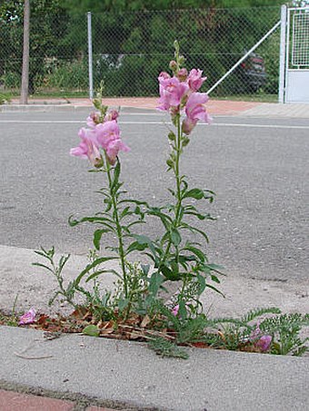 Antirrhinum majus