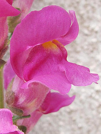 Antirrhinum majus