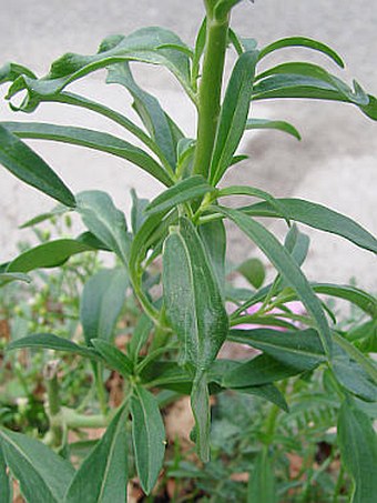 Antirrhinum majus