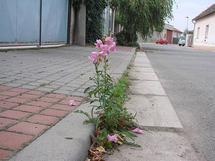 Antirrhinum majus