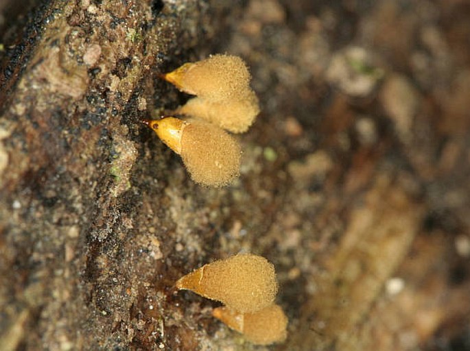 vlasenka kyjovitá (Hemitrichia clavata)