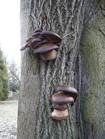 Pleurotus ostreatus