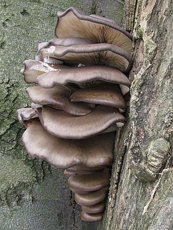 Pleurotus ostreatus