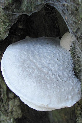 Pleurotus dryinus