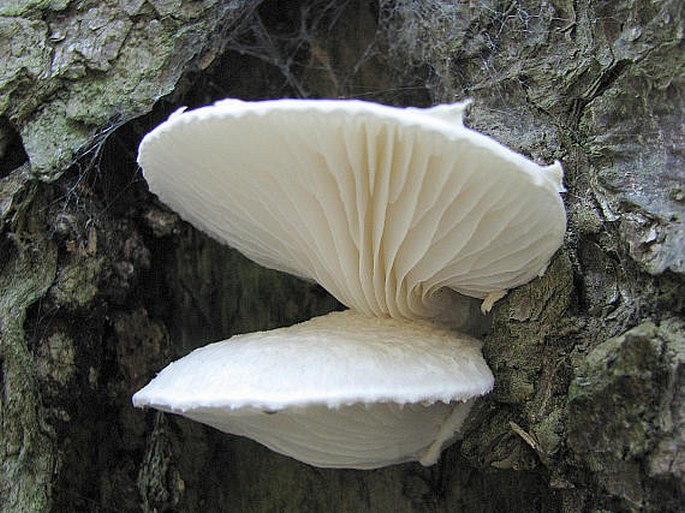 Pleurotus dryinus