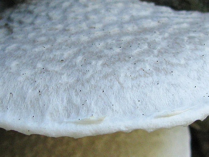 Pleurotus dryinus