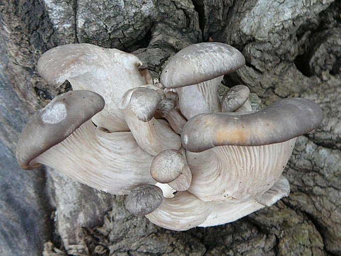 Pleurotus ostreatus