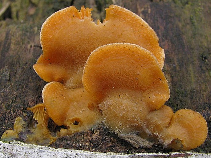 Phyllotopsis nidulans