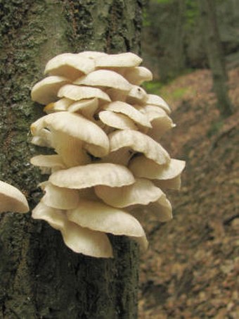 Pleurotus pulmonarius