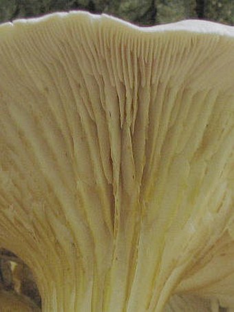 Pleurotus pulmonarius