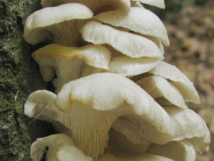 Pleurotus pulmonarius