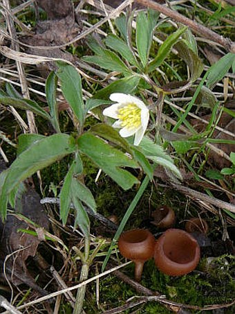 Dumontinia tuberosa