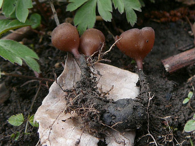 Dumontinia tuberosa