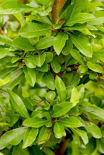 Pyracantha coccinea