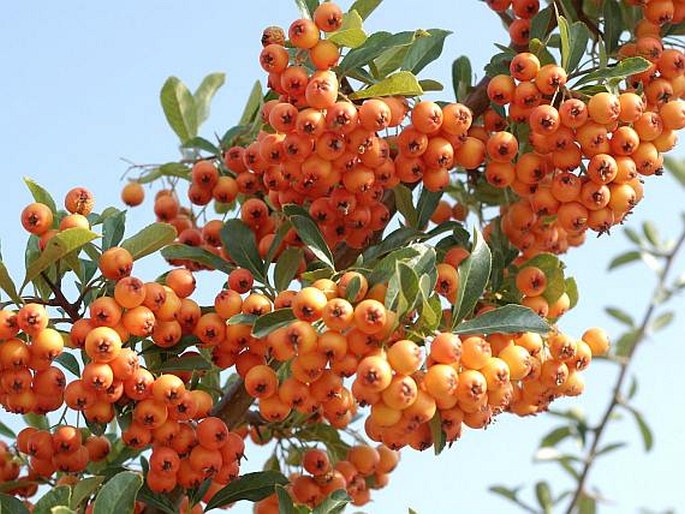 Pyracantha coccinea