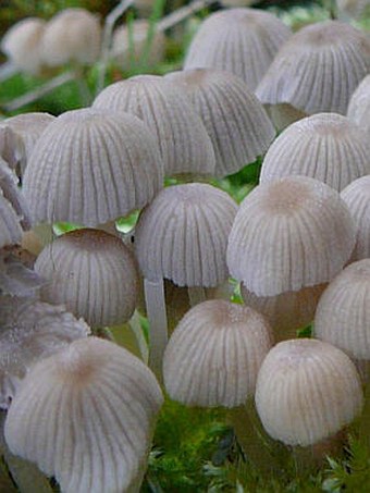 Coprinus disseminatus