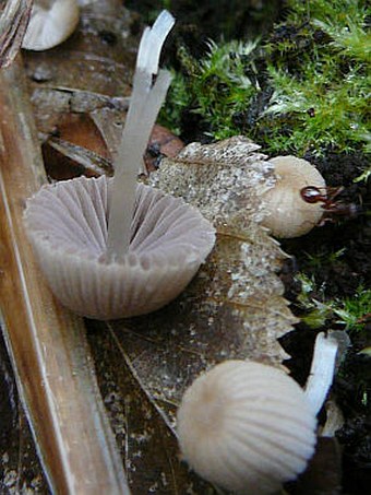 Coprinus disseminatus