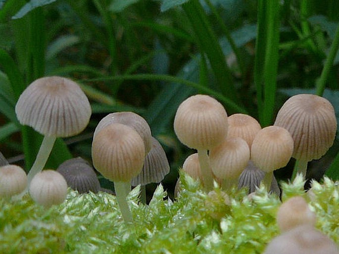 Coprinus disseminatus