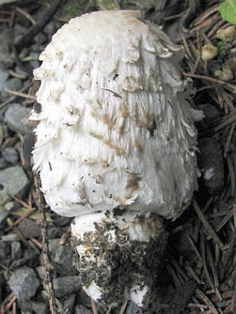 Coprinus comatus