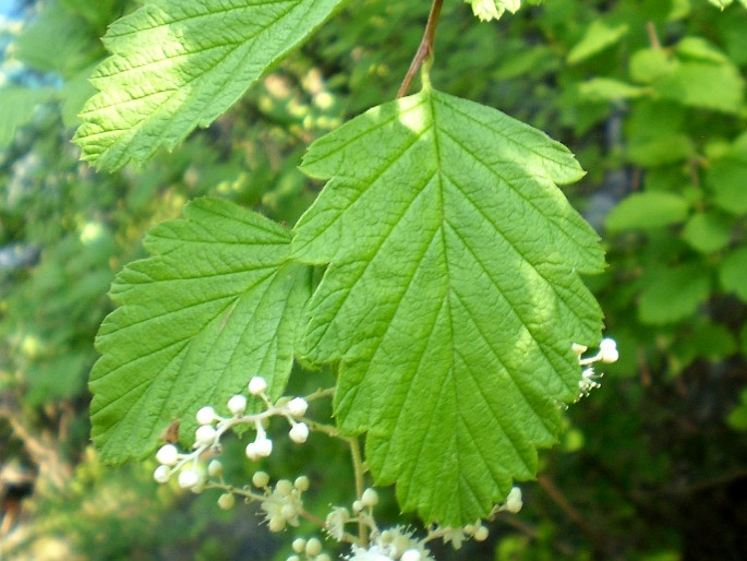 Holodiscus discolor