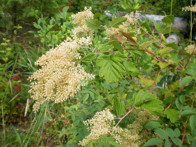 Holodiscus discolor