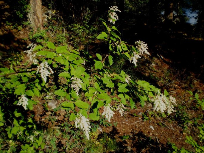 Holodiscus discolor