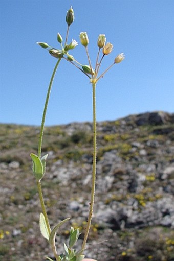 Holosteum umbellatum