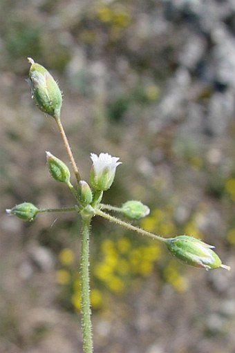 Holosteum umbellatum