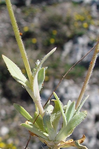 Holosteum umbellatum